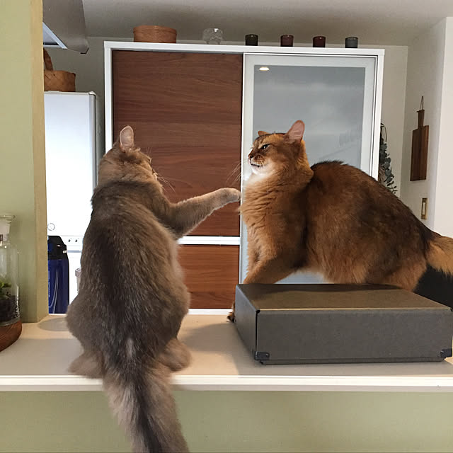 shihoさんの実例写真