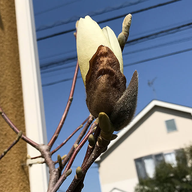 Yokoさんの実例写真