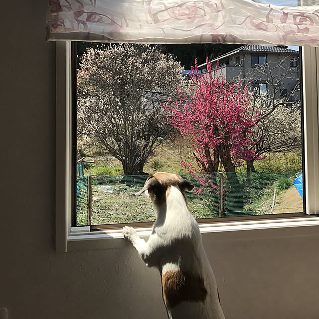 halemi213さんの実例写真