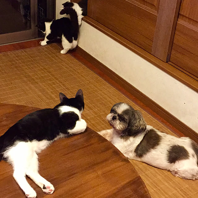 butachanさんの実例写真