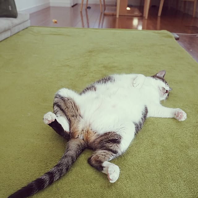 arutotoさんの実例写真