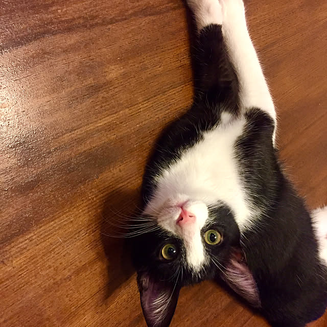 butachanさんの実例写真