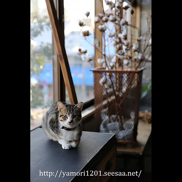 miestiloさんの実例写真