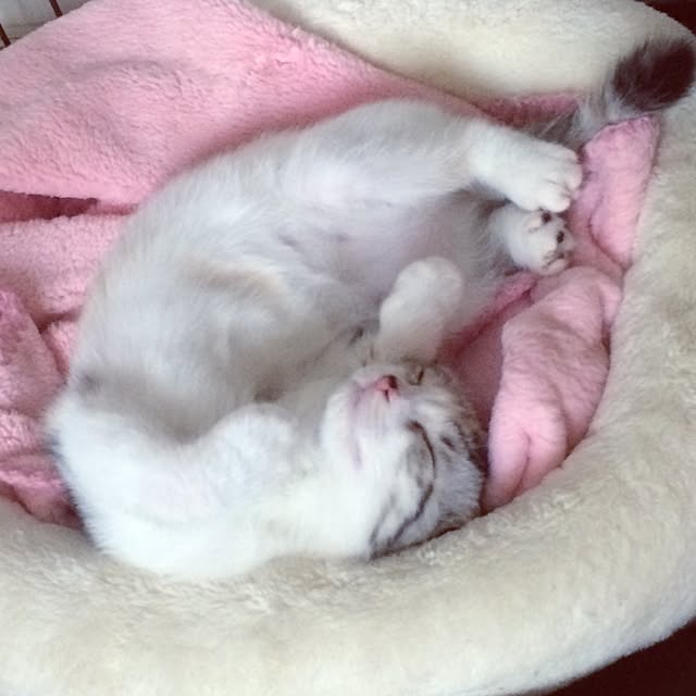 yokkochanさんの実例写真