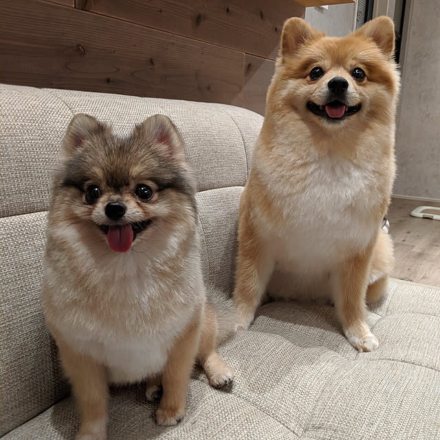sakurawanさんの実例写真