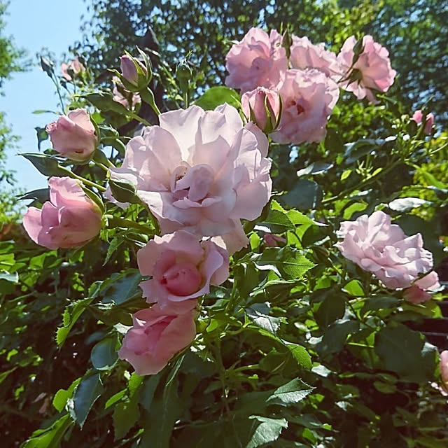 norinoriさんの実例写真