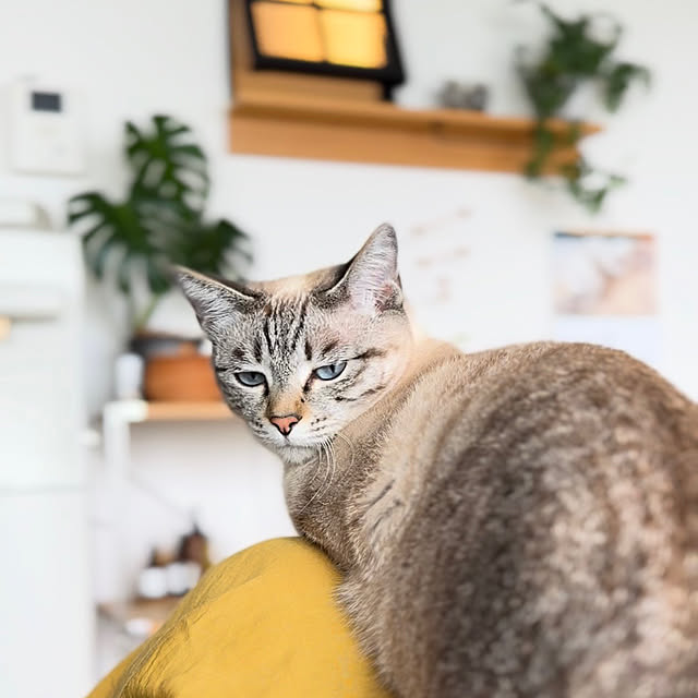 amさんの実例写真