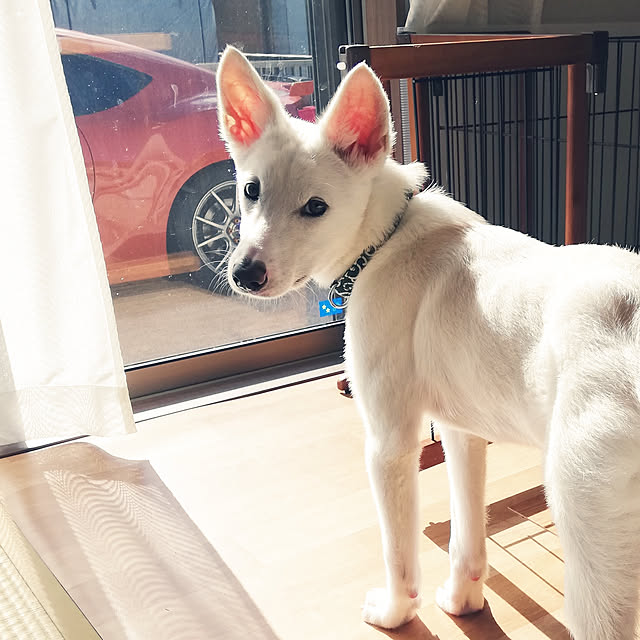 coupeさんの実例写真