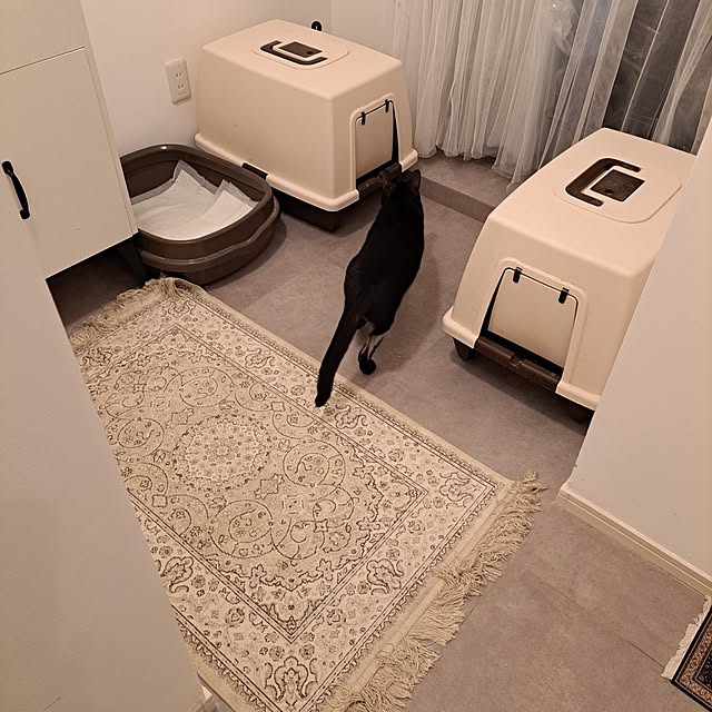 kankanmom_horn_5catsさんの部屋