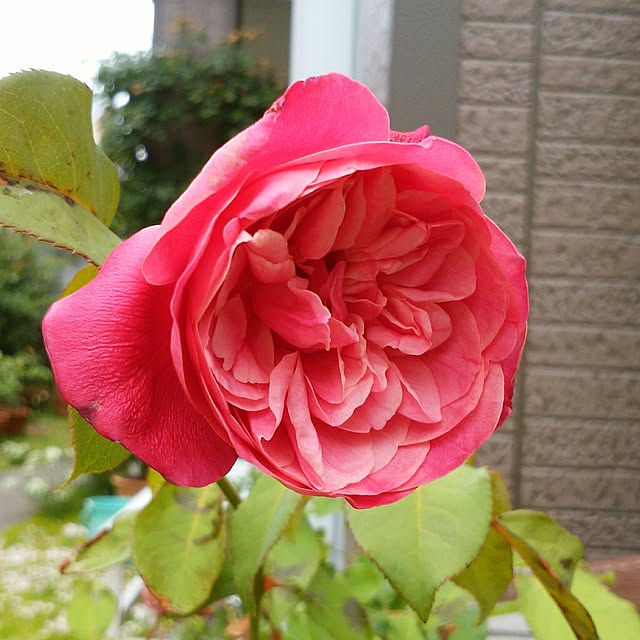 yum0408さんの実例写真