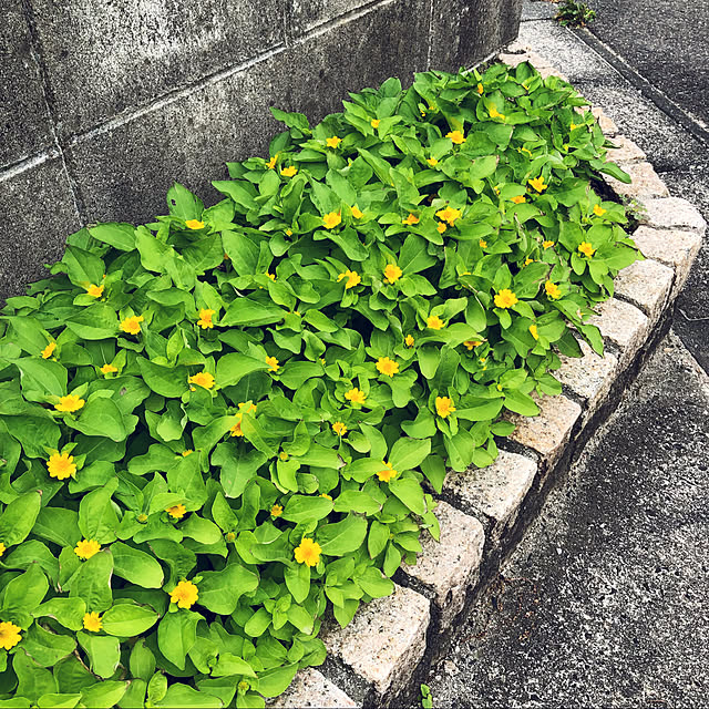 teraさんの実例写真
