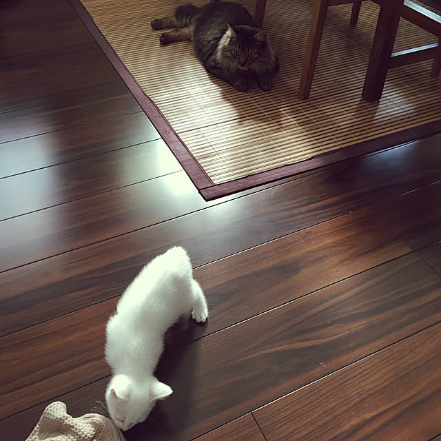 oniyomeさんの実例写真