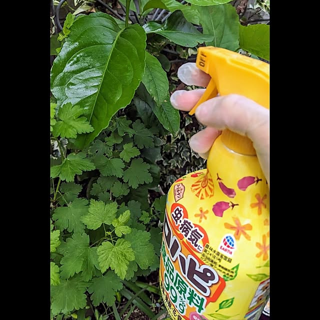 aromameさんの実例写真