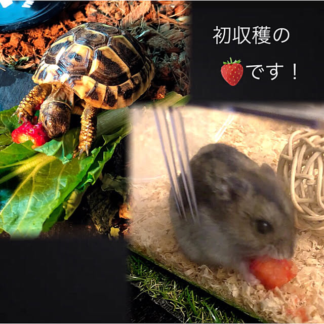 kaerucoさんの実例写真