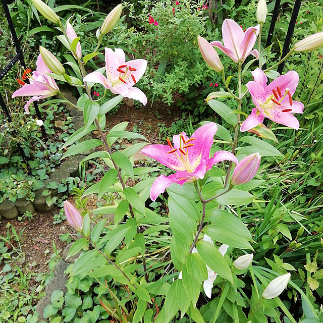 Tomopさんの実例写真