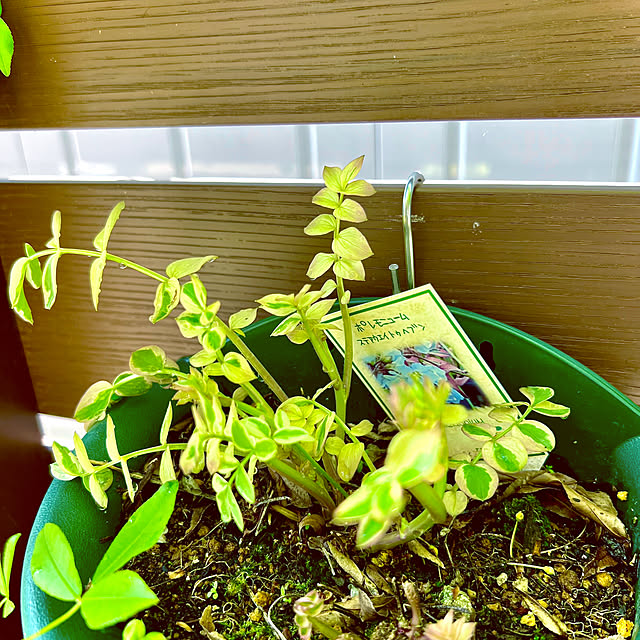 hinamamaさんの部屋