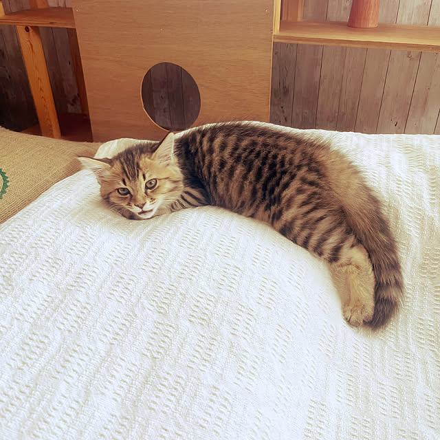Mさんの実例写真