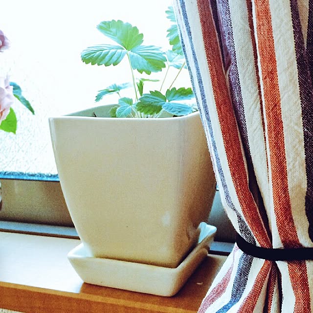 niagoさんの実例写真