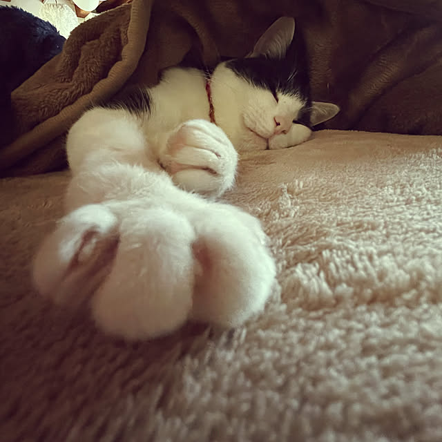 nekosamaさんの実例写真