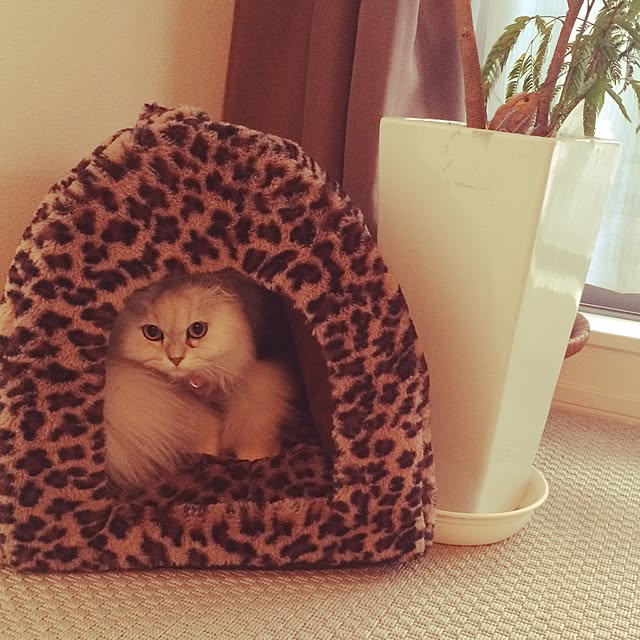axicoさんの実例写真