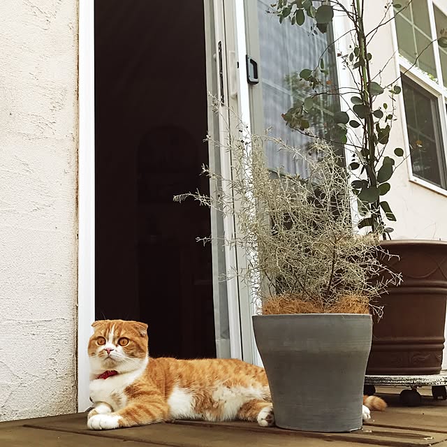 tomasさんの実例写真