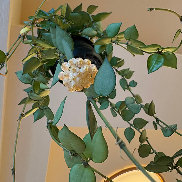 ykさんの実例写真