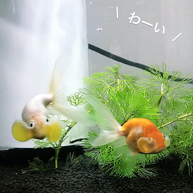 noriさんの実例写真