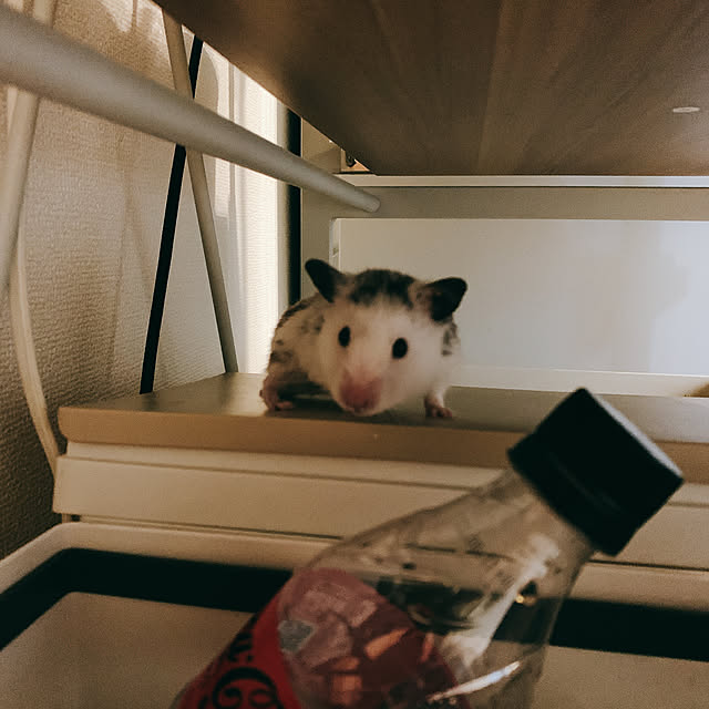 GAGLIFEさんの実例写真