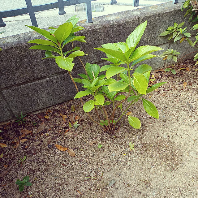 rhuさんの実例写真