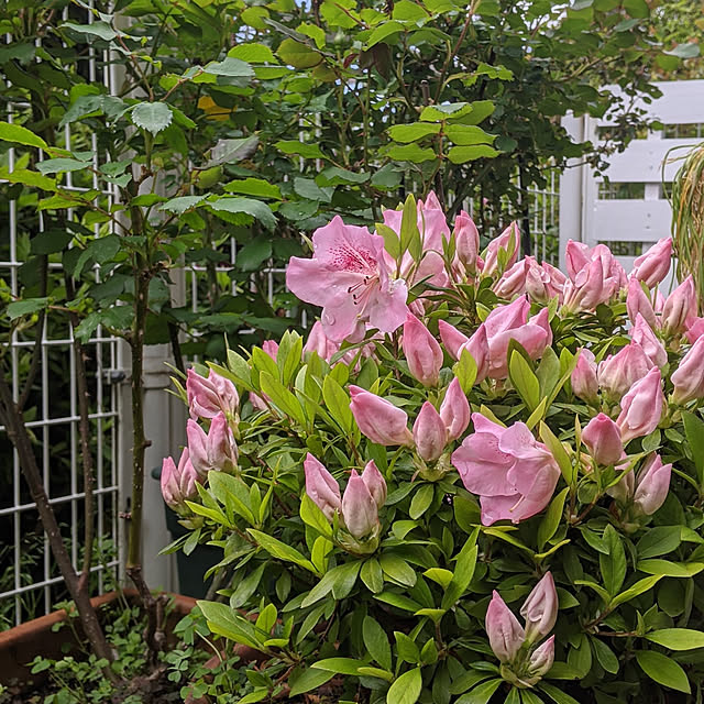 Sakura_hanaさんの実例写真
