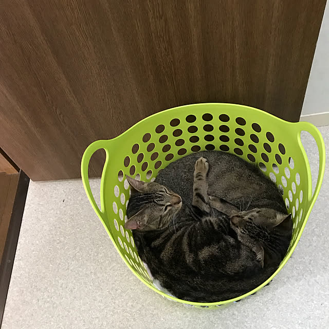 pepeさんの実例写真
