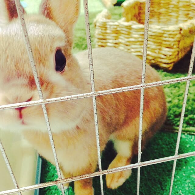 aomusiharapekoさんの実例写真