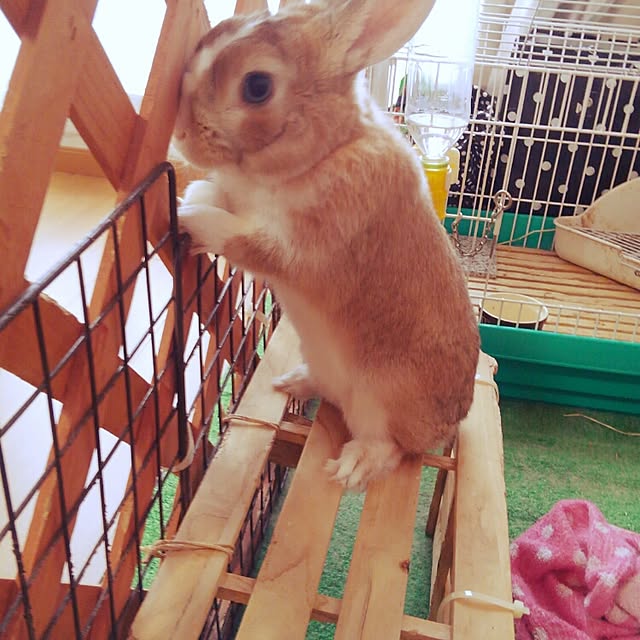 chopperさんの実例写真