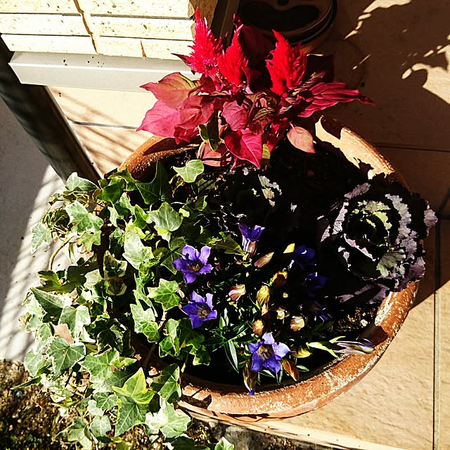 andoromedaさんの実例写真
