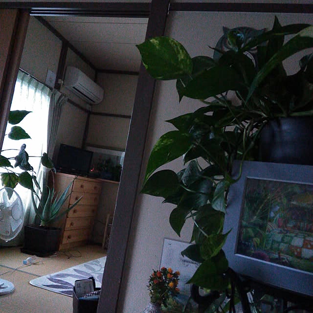 qpieさんの実例写真