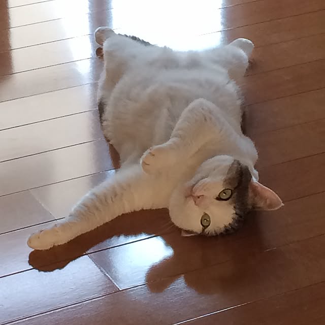kojiさんの実例写真