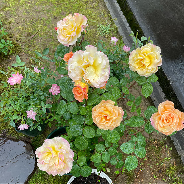 kakoさんの実例写真