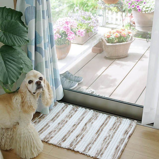 Shooowkoさんの実例写真
