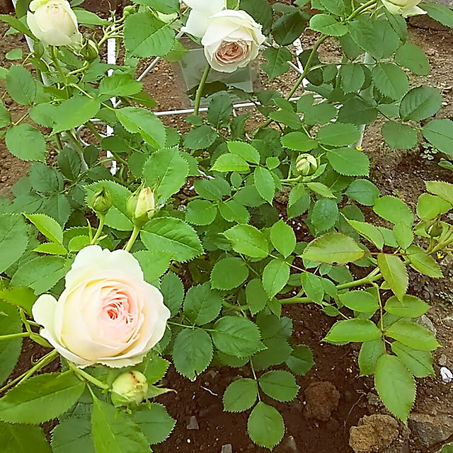 sunflowerさんの実例写真