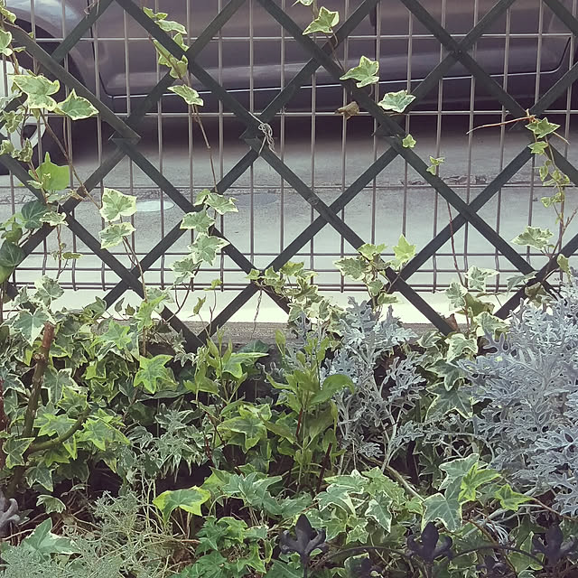 hana0423さんの実例写真