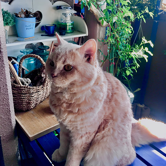 naokoさんの部屋