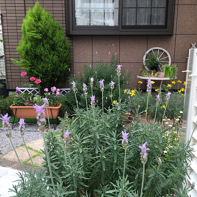 puriyuzuさんの実例写真