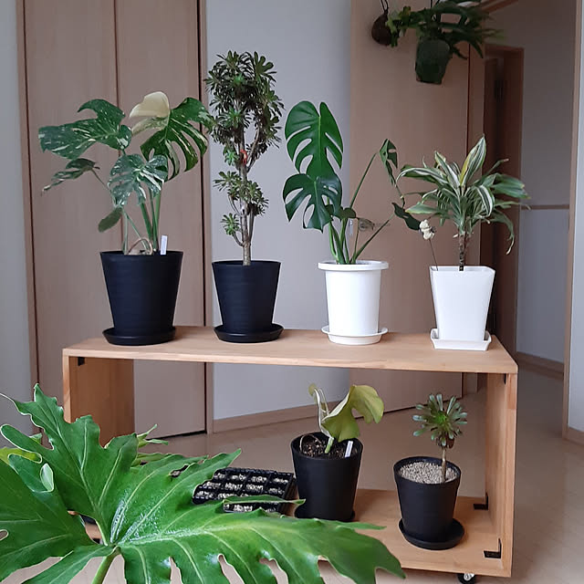 greenmanさんの実例写真