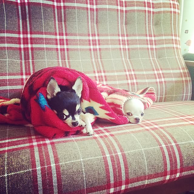 nicoさんの実例写真