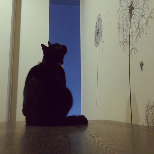 zenoさんの実例写真