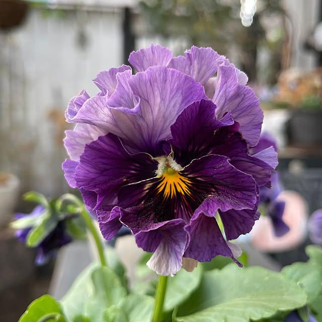 shiropenguinさんの部屋