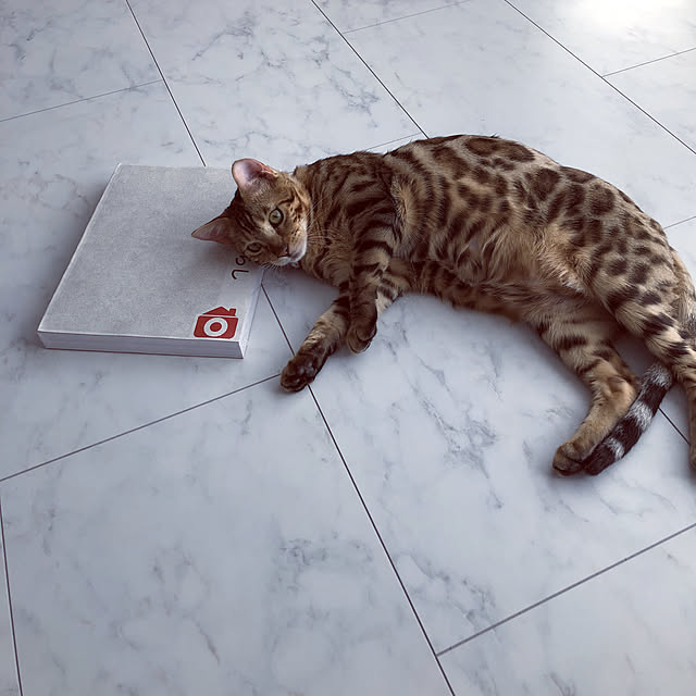 iranさんの実例写真