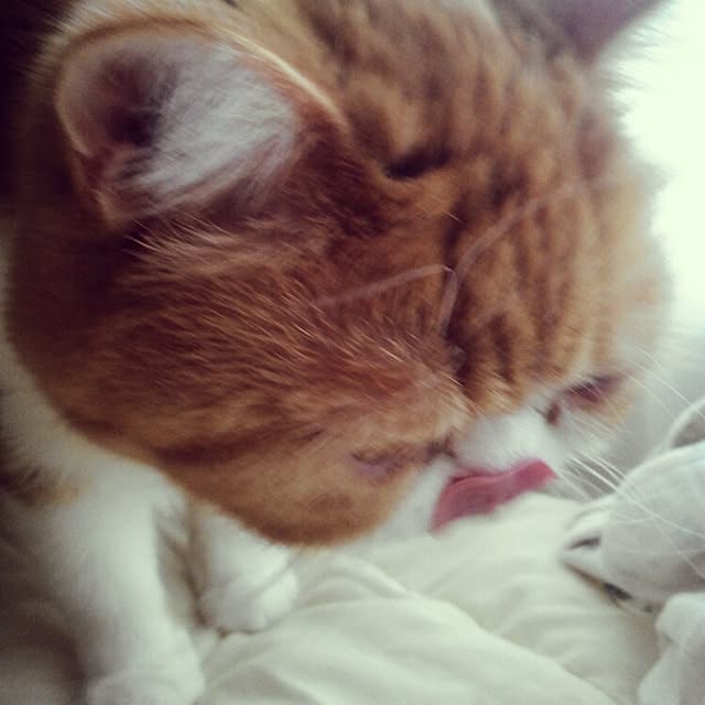 otoさんの実例写真