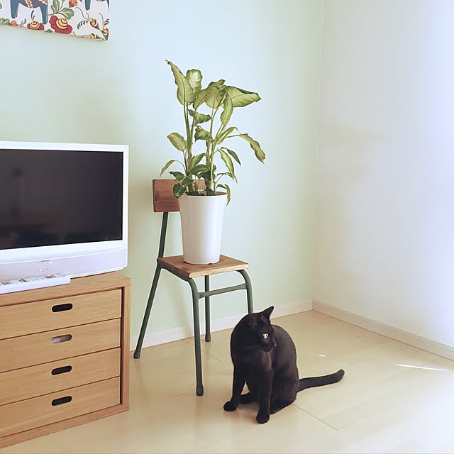 Kaoさんの実例写真