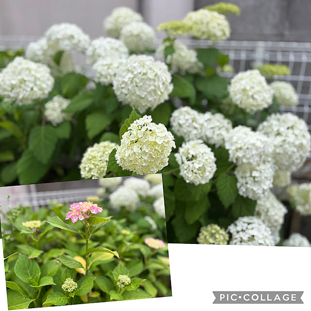 CoCo0617さんの部屋
